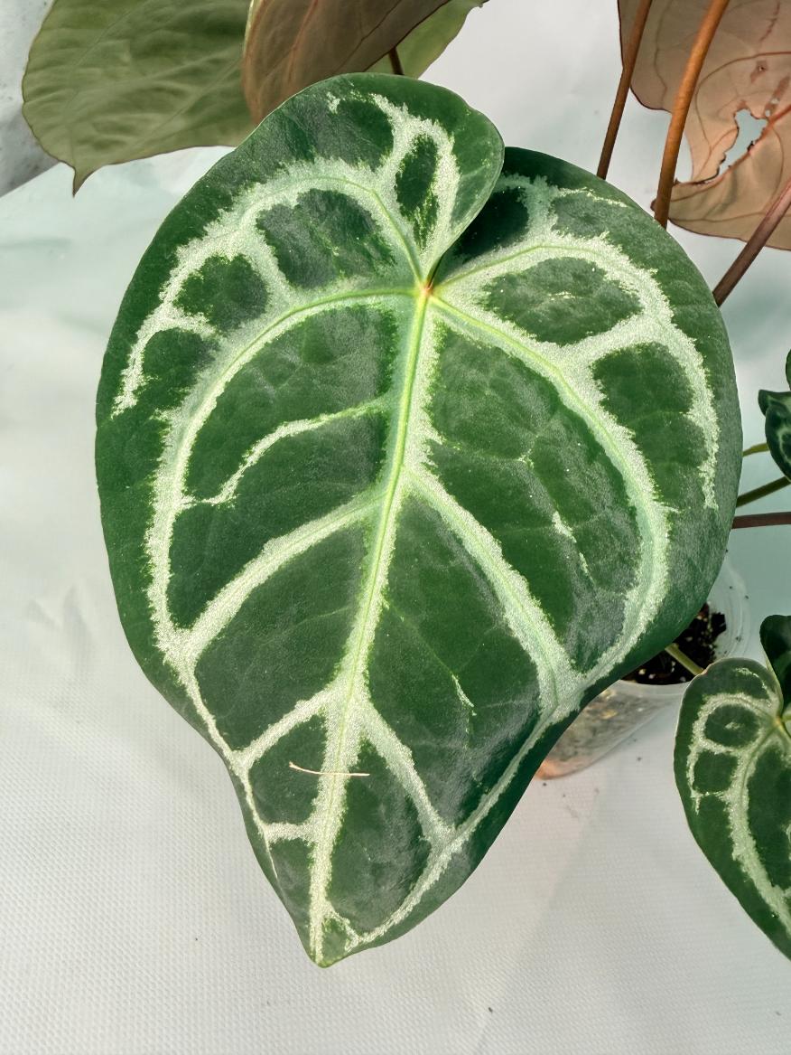 Anthurium Red Crystallinum x Silver Blush 07