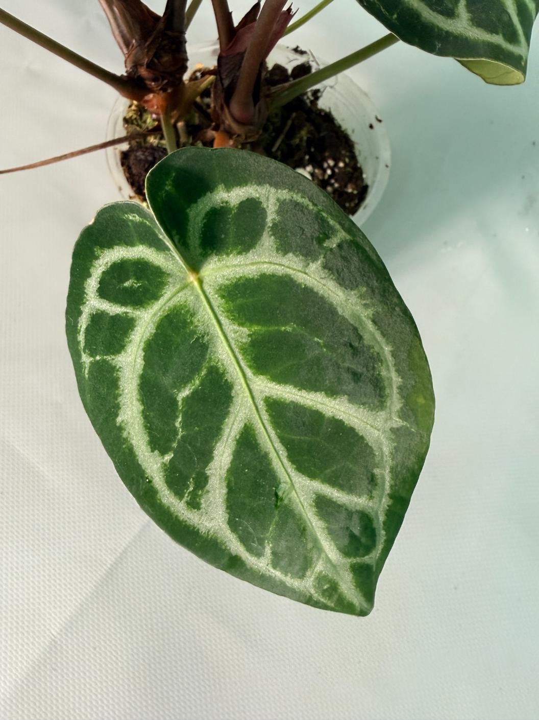Anthurium Red Crystallinum x Silver Blush 08