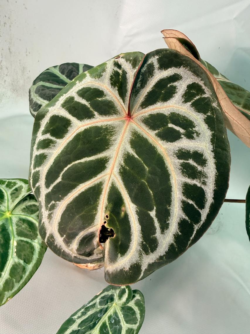 Anthurium Red Crystallinum x Silver Blush 09