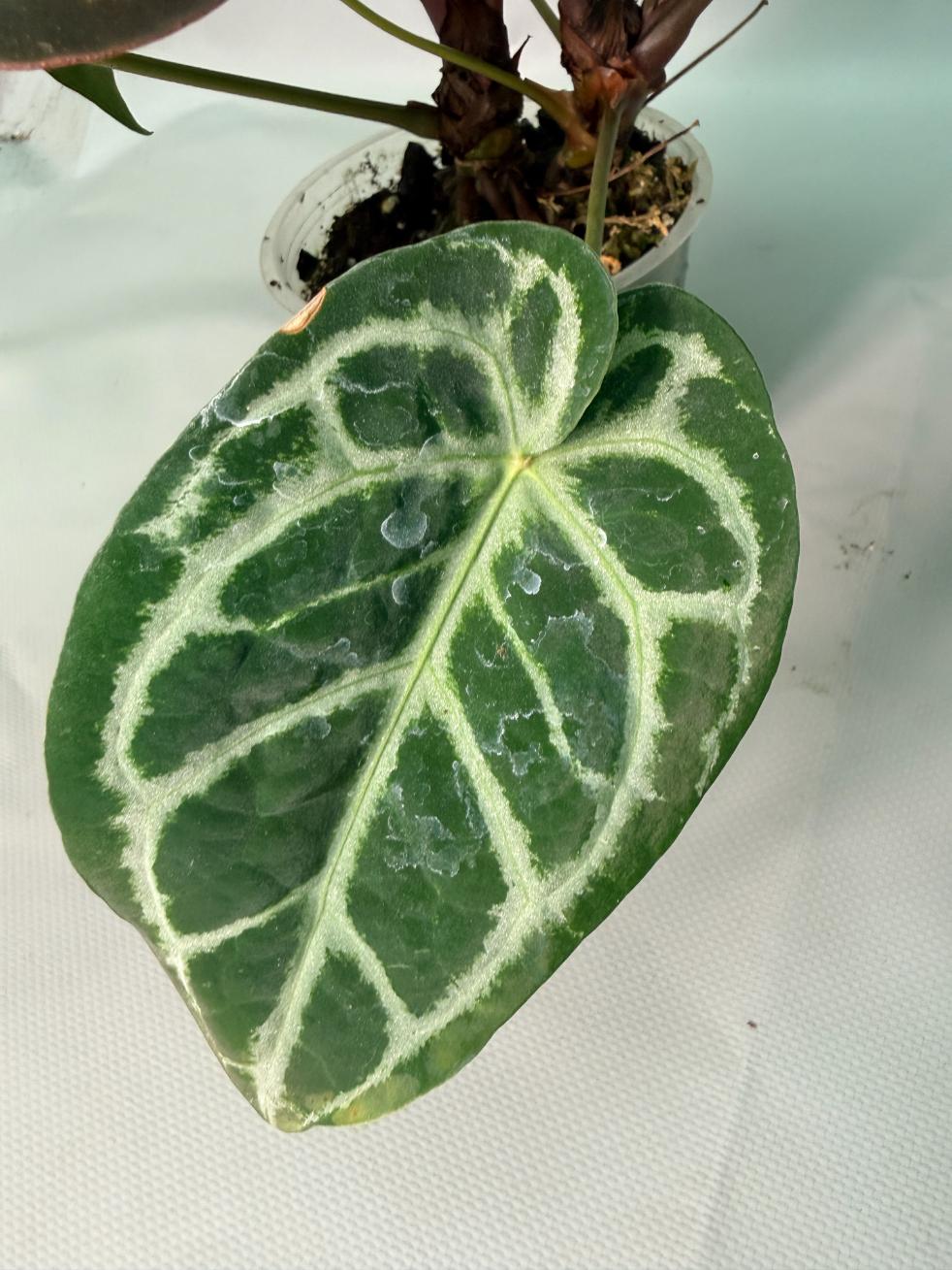 Anthurium Red Crystallinum x Silver Blush 10