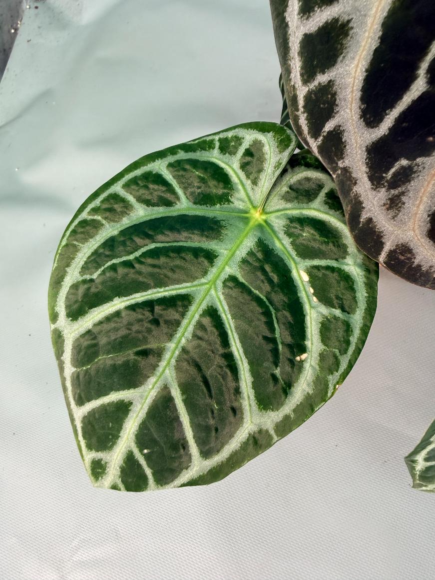 Anthurium Red Crystallinum x Silver Blush 11