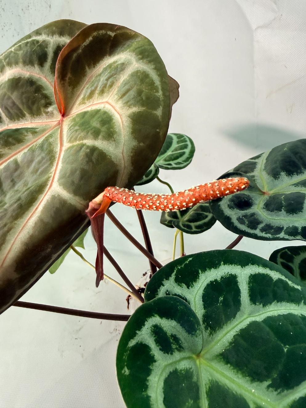 Anthurium Red Crystallinum x Silver Blush 12