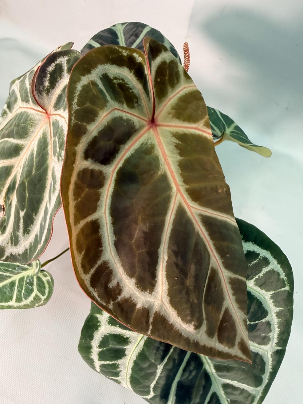 Anthurium Red Crystallinum x Silver Blush 13