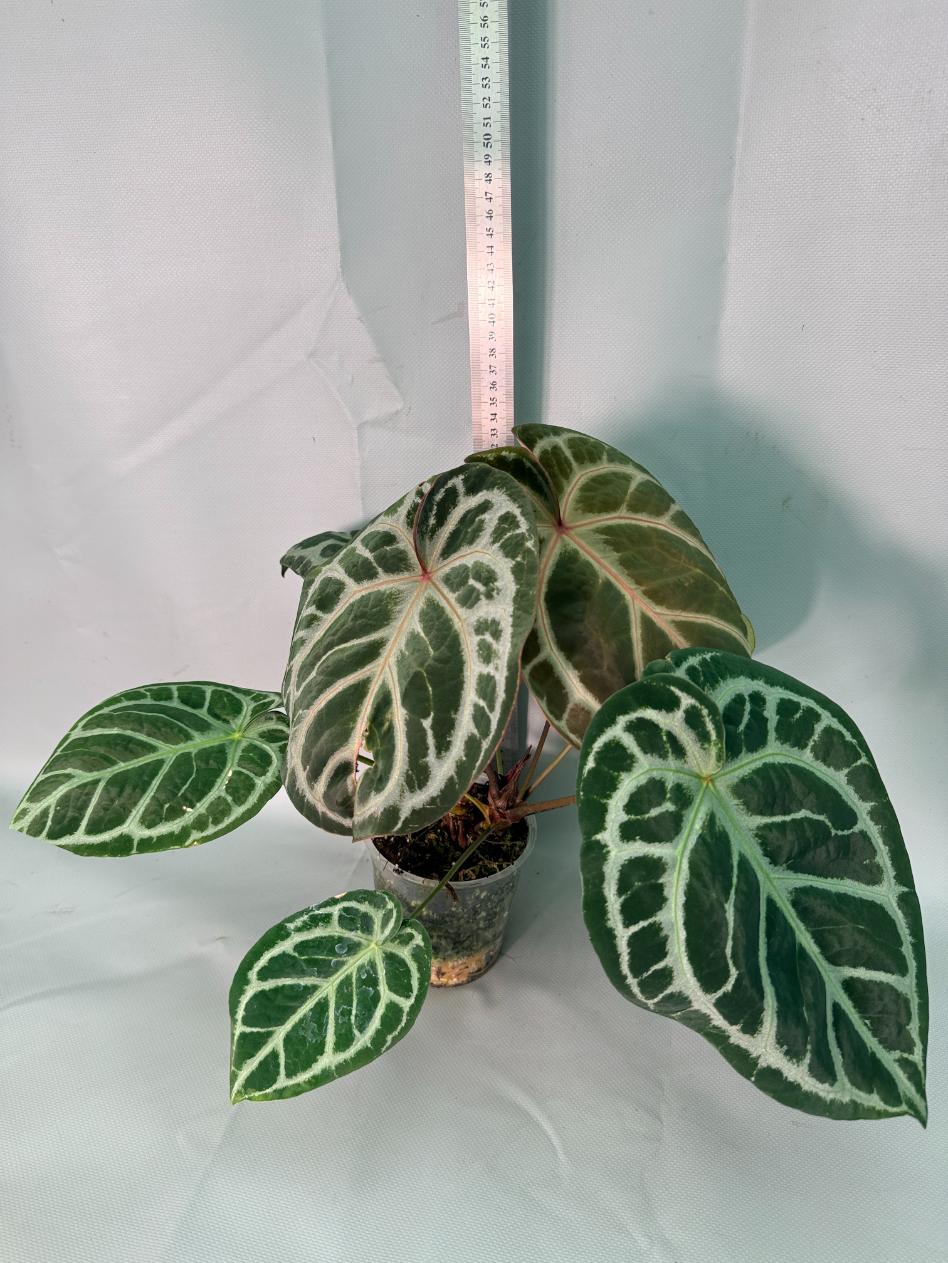Anthurium Red Crystallinum x Silver Blush 02
