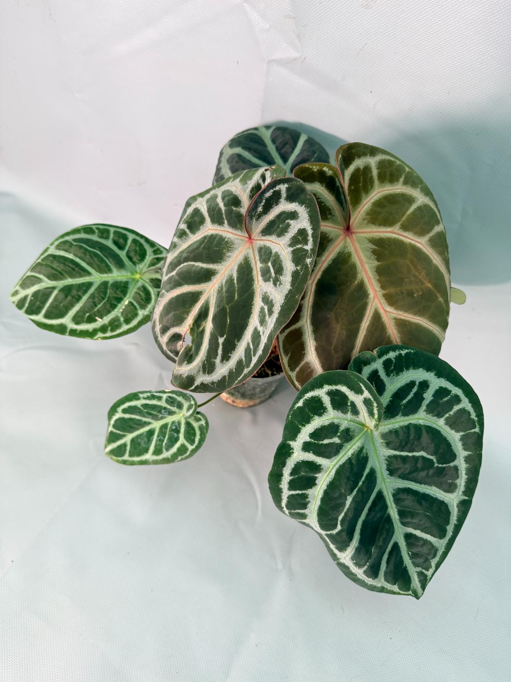 Anthurium Red Crystallinum x Silver Blush 01