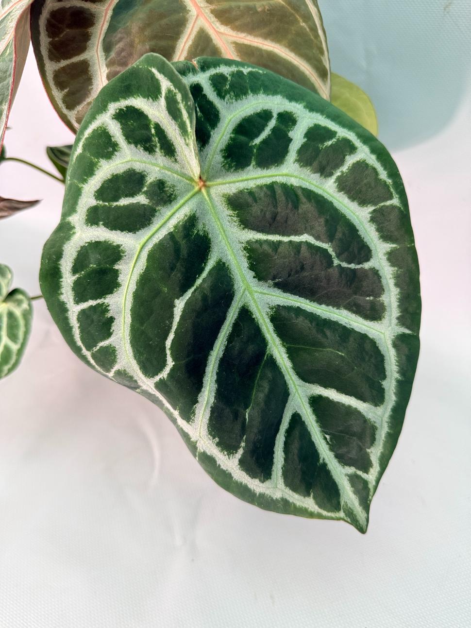 Anthurium Red Crystallinum x Silver Blush 03