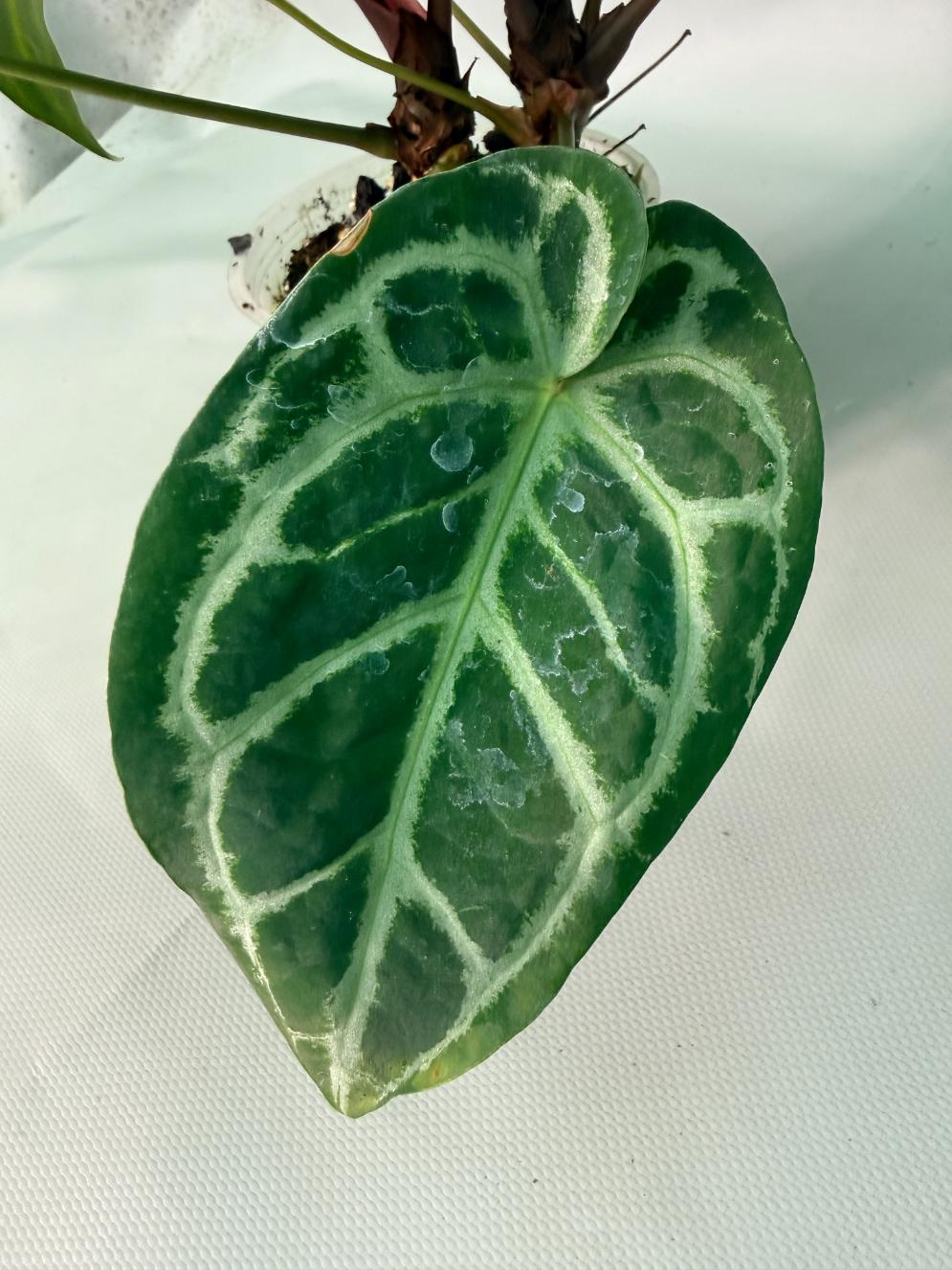 Anthurium Red Crystallinum x Silver Blush 04