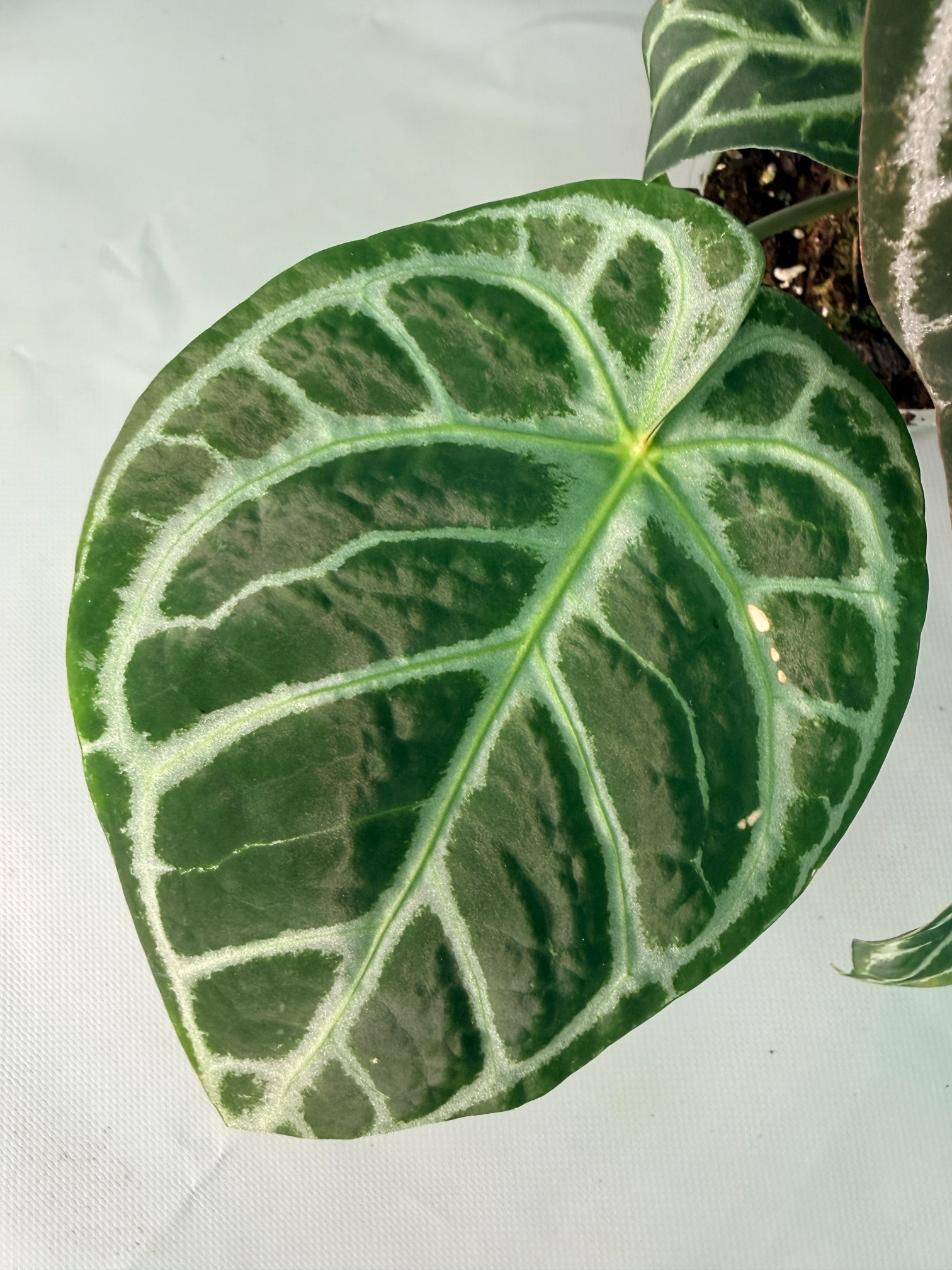 Anthurium Red Crystallinum x Silver Blush 05