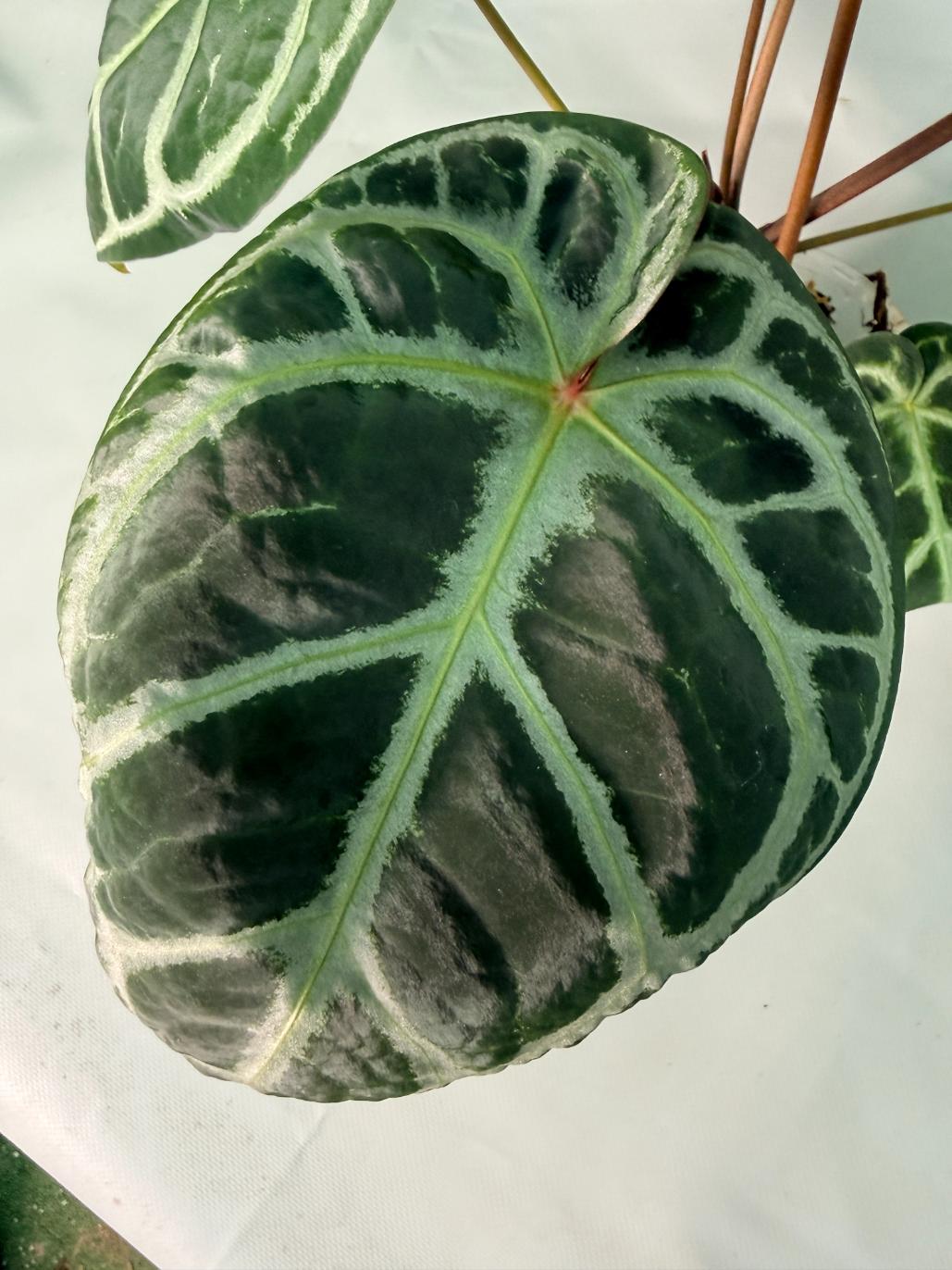 Anthurium Red Crystallinum x Silver Blush 06