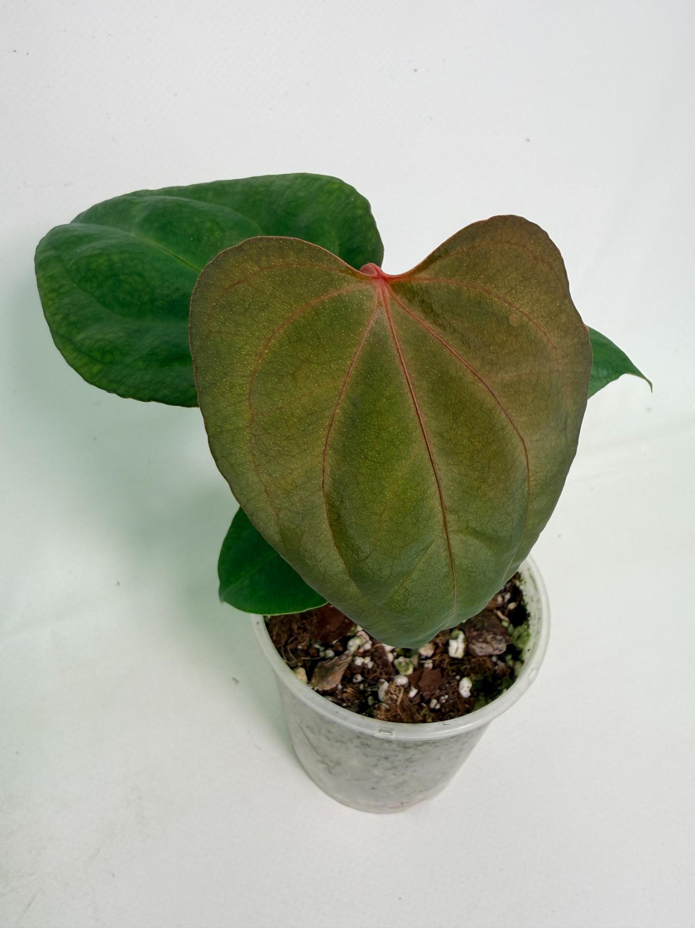 Anthurium Red Vein Dark Phoenix x Red Vein Dark Sweetheart 08