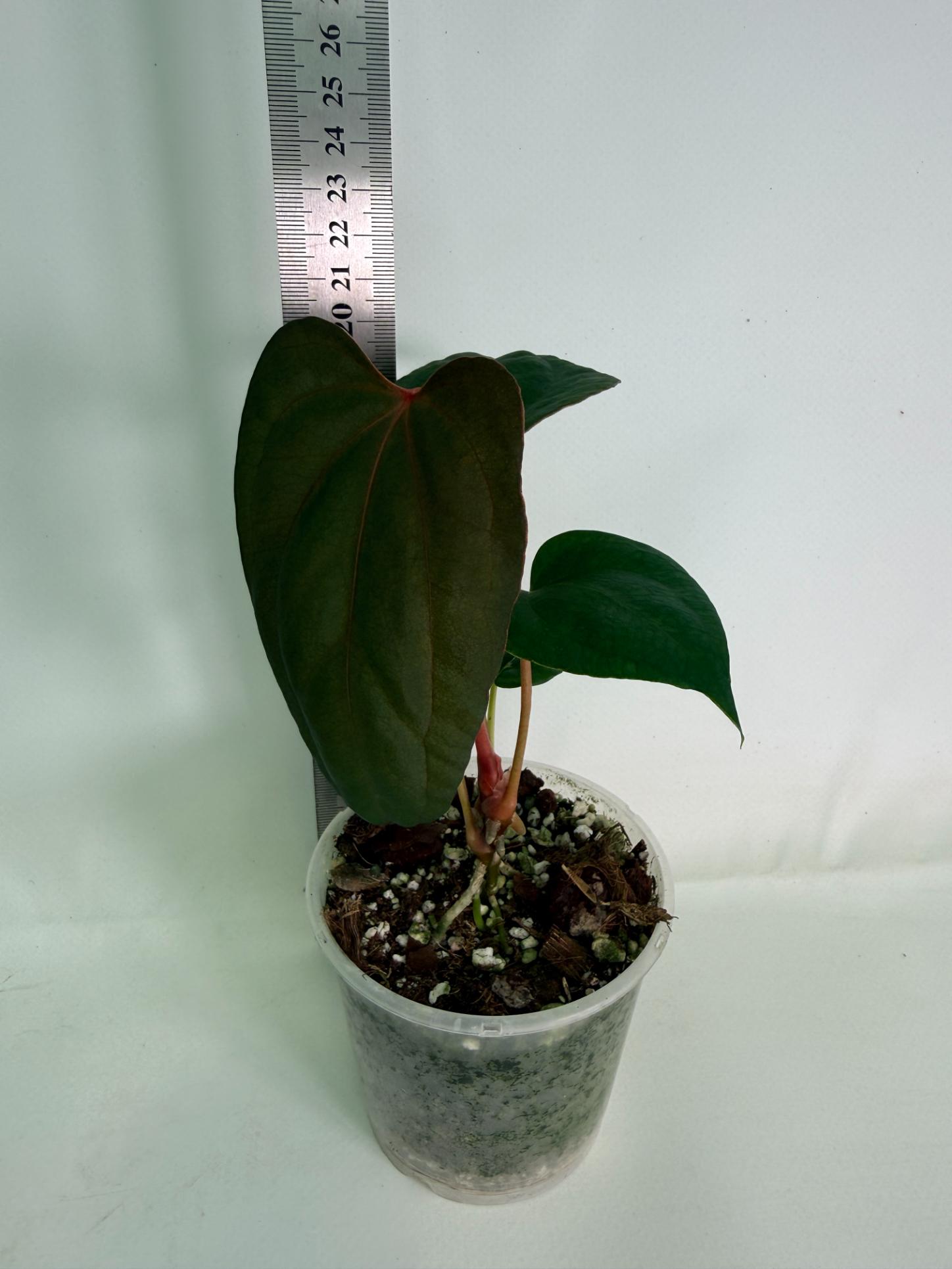 Anthurium Red Vein Dark Phoenix x Red Vein Dark Sweetheart 01
