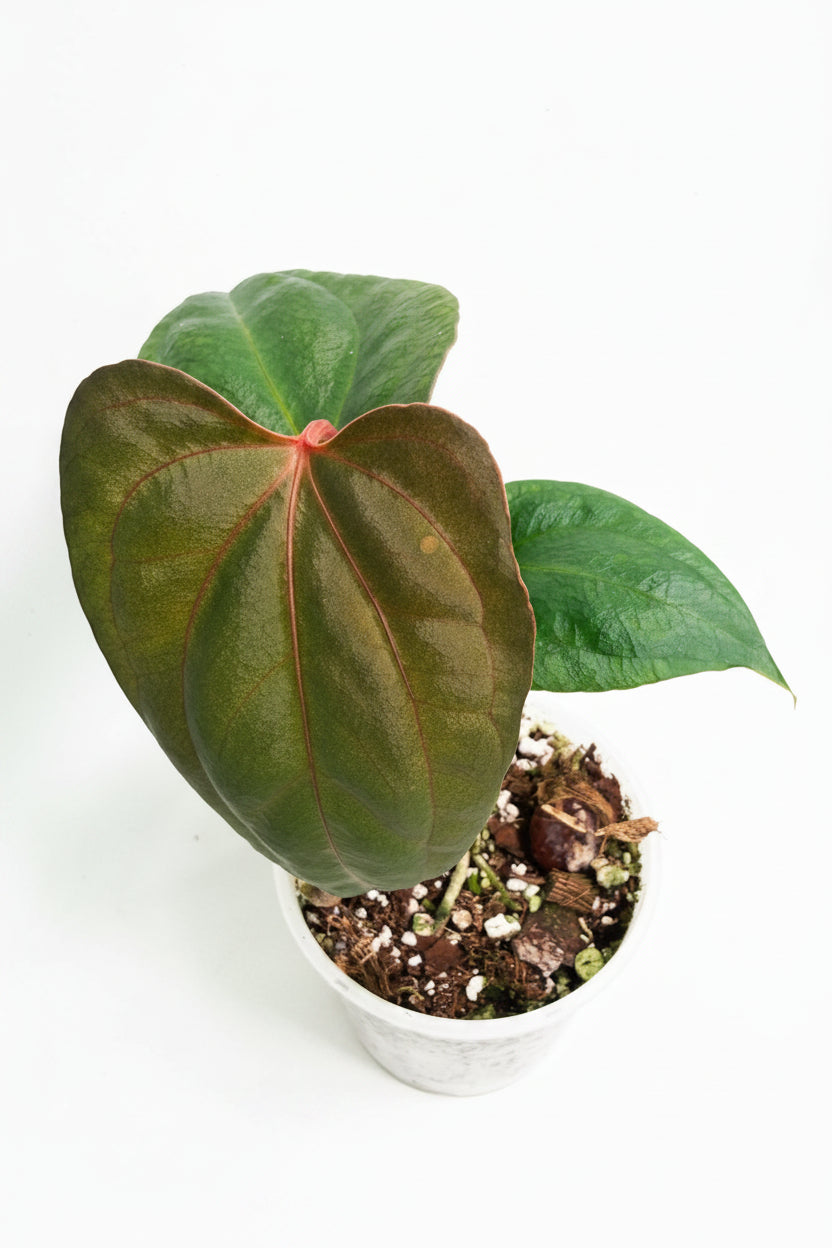 Anthurium Red Vein Dark Phoenix x Red Vein Dark Sweetheart 02