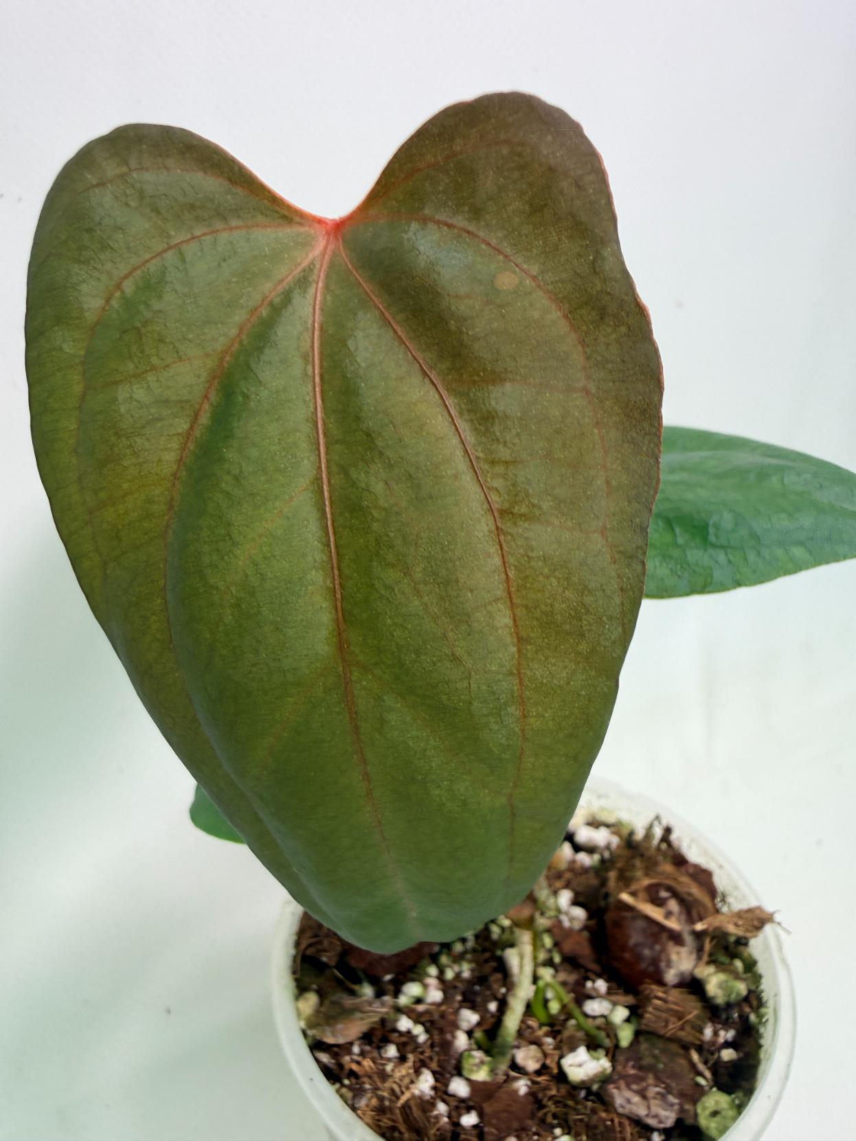 Anthurium Red Vein Dark Phoenix x Red Vein Dark Sweetheart 03