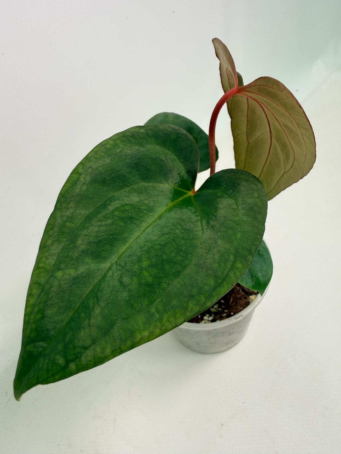 Anthurium Red Vein Dark Phoenix x Red Vein Dark Sweetheart 04