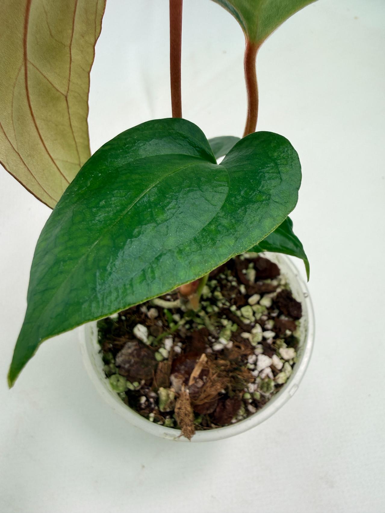 Anthurium Red Vein Dark Phoenix x Red Vein Dark Sweetheart 05
