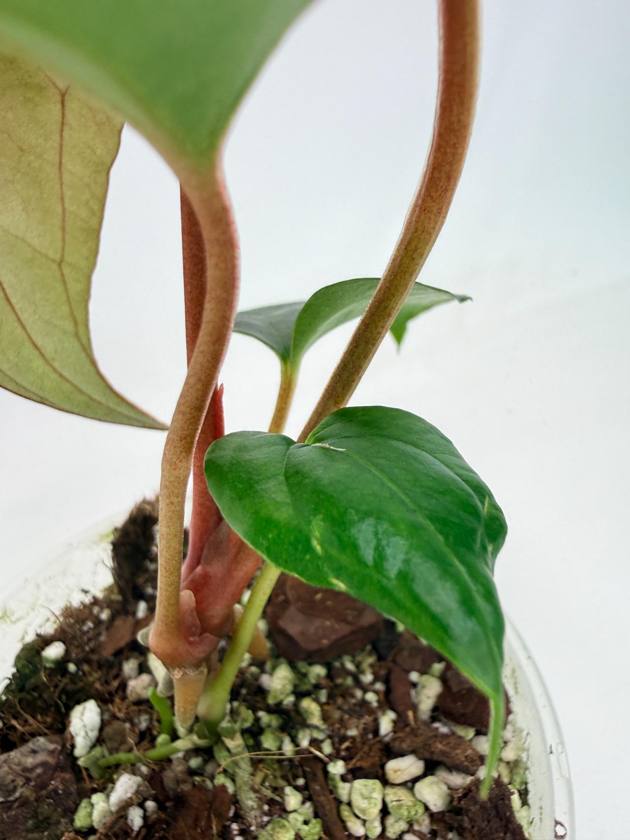 Anthurium Red Vein Dark Phoenix x Red Vein Dark Sweetheart 06