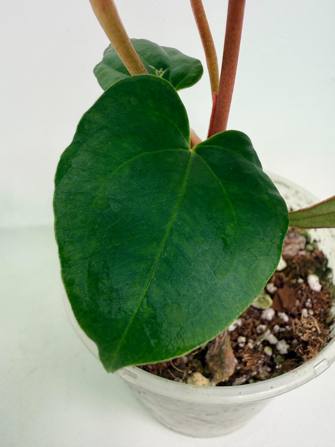 Anthurium Red Vein Dark Phoenix x Red Vein Dark Sweetheart 07