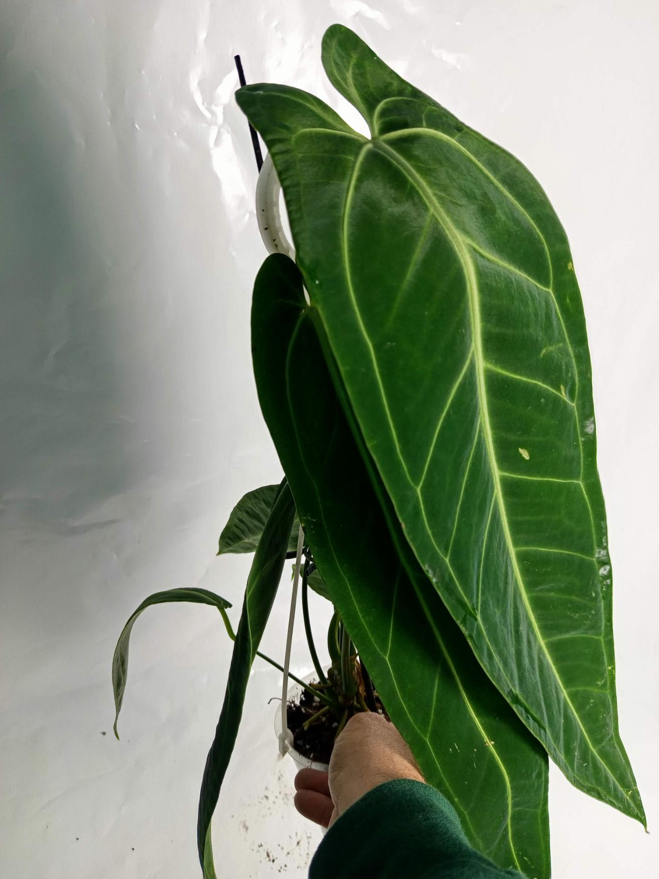 Anthurium Warocqueanum XL