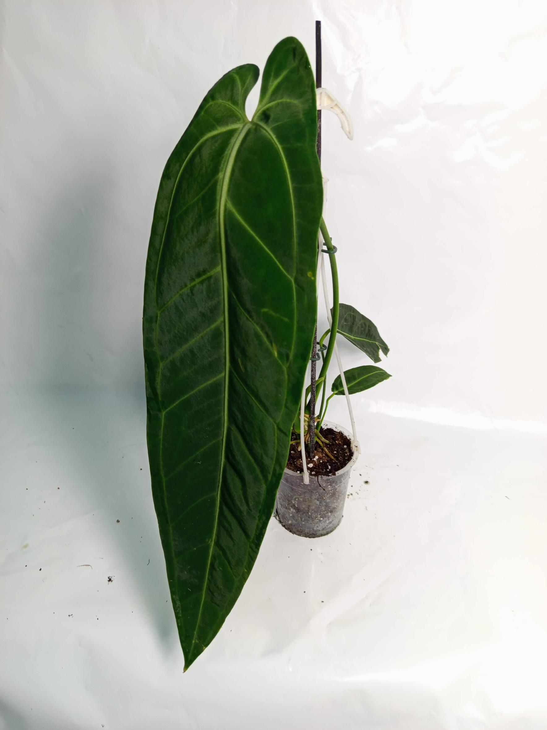 Anthurium Warocqueanum XL