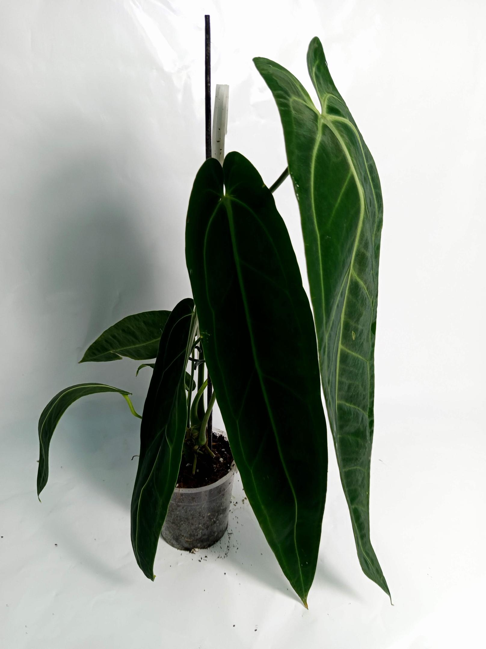Anthurium Warocqueanum XL