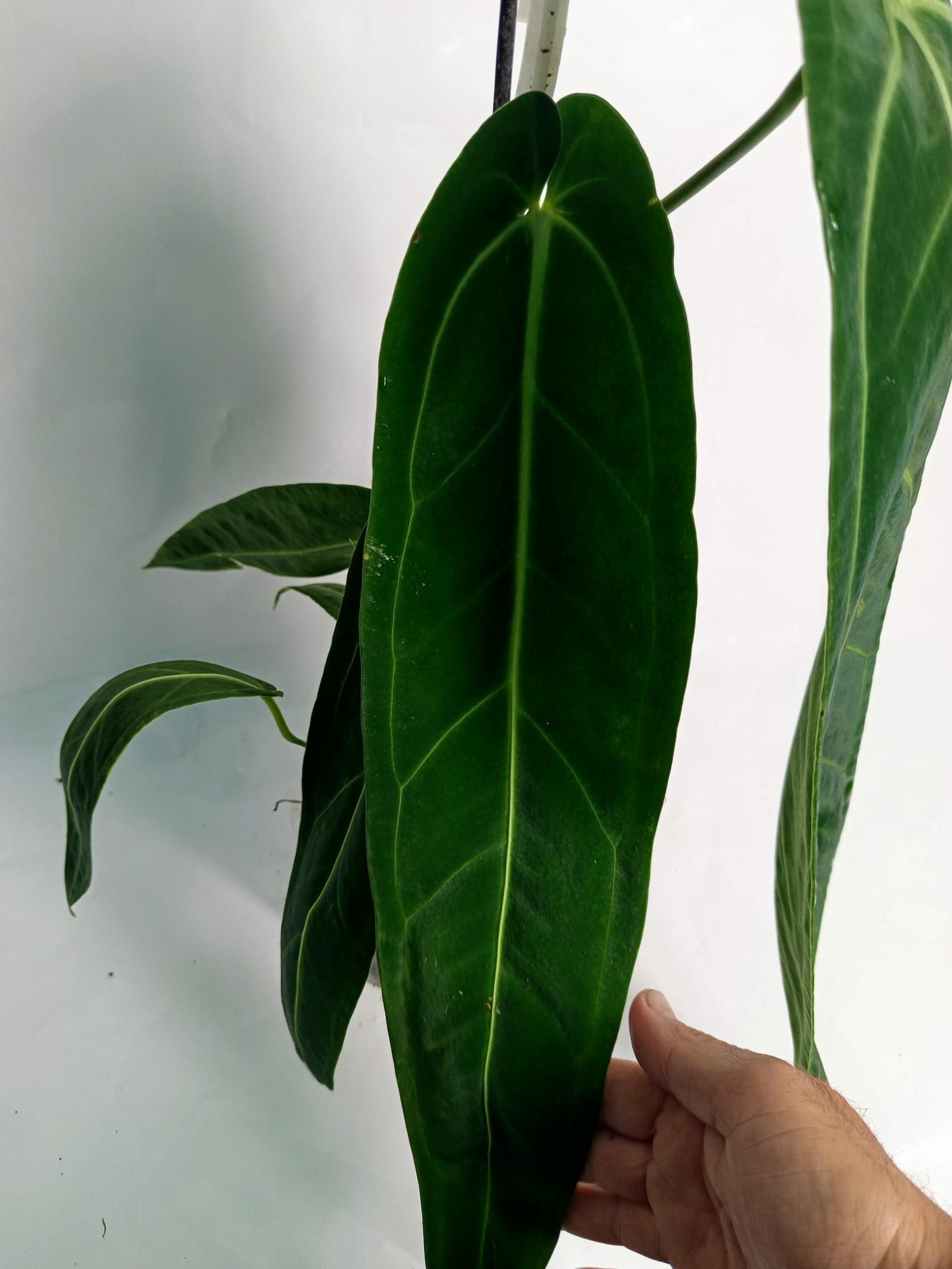 Anthurium Warocqueanum XL