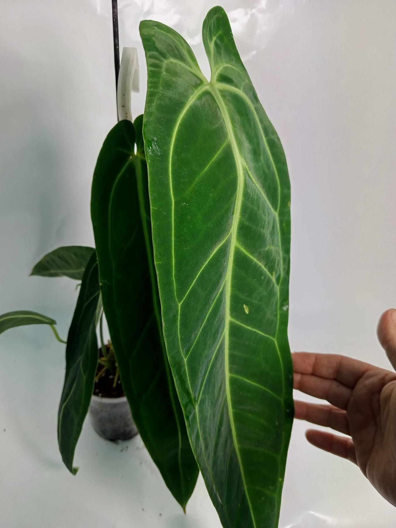 Anthurium Warocqueanum XL