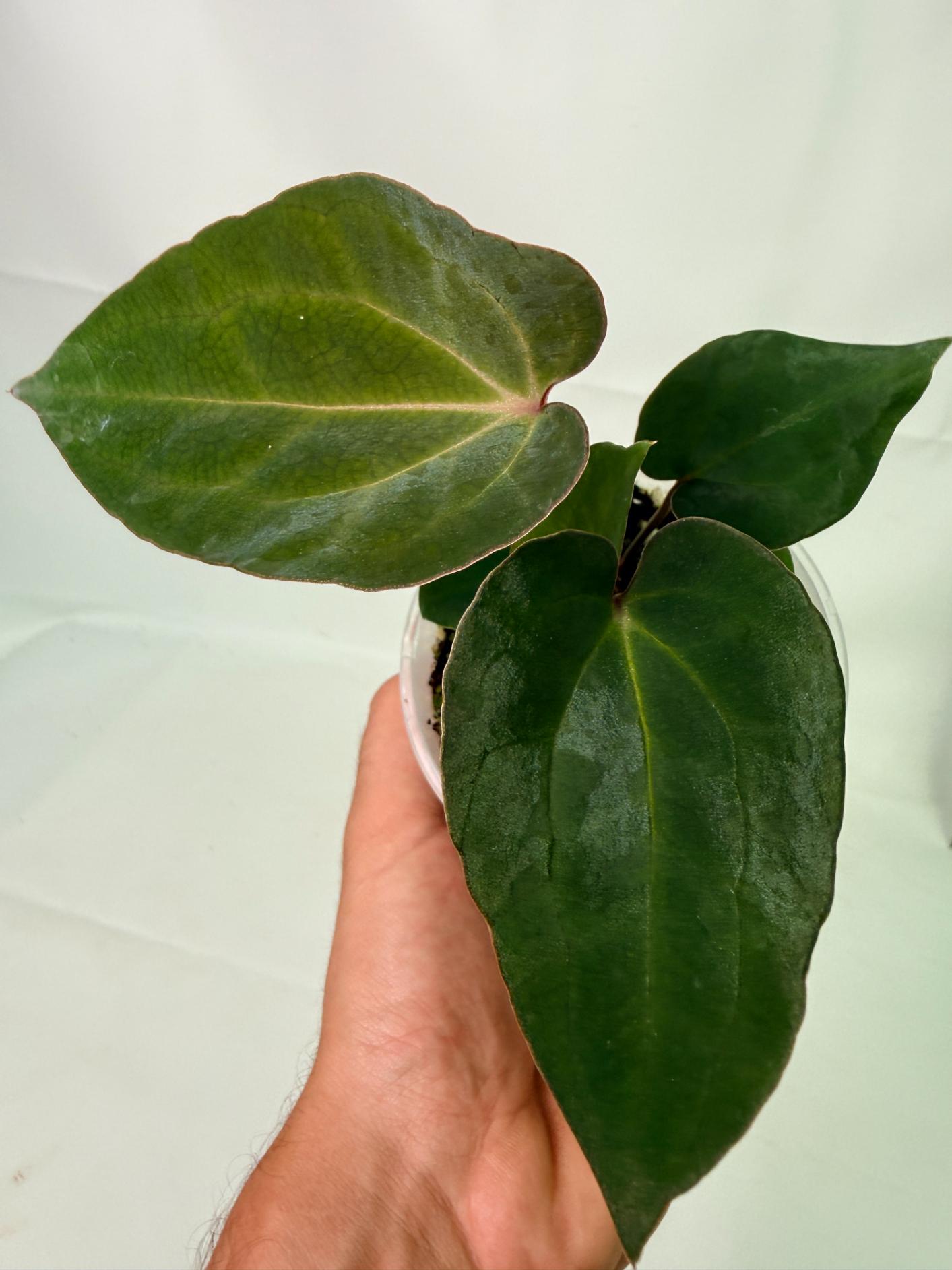 Anthurium Ace of Spades 1