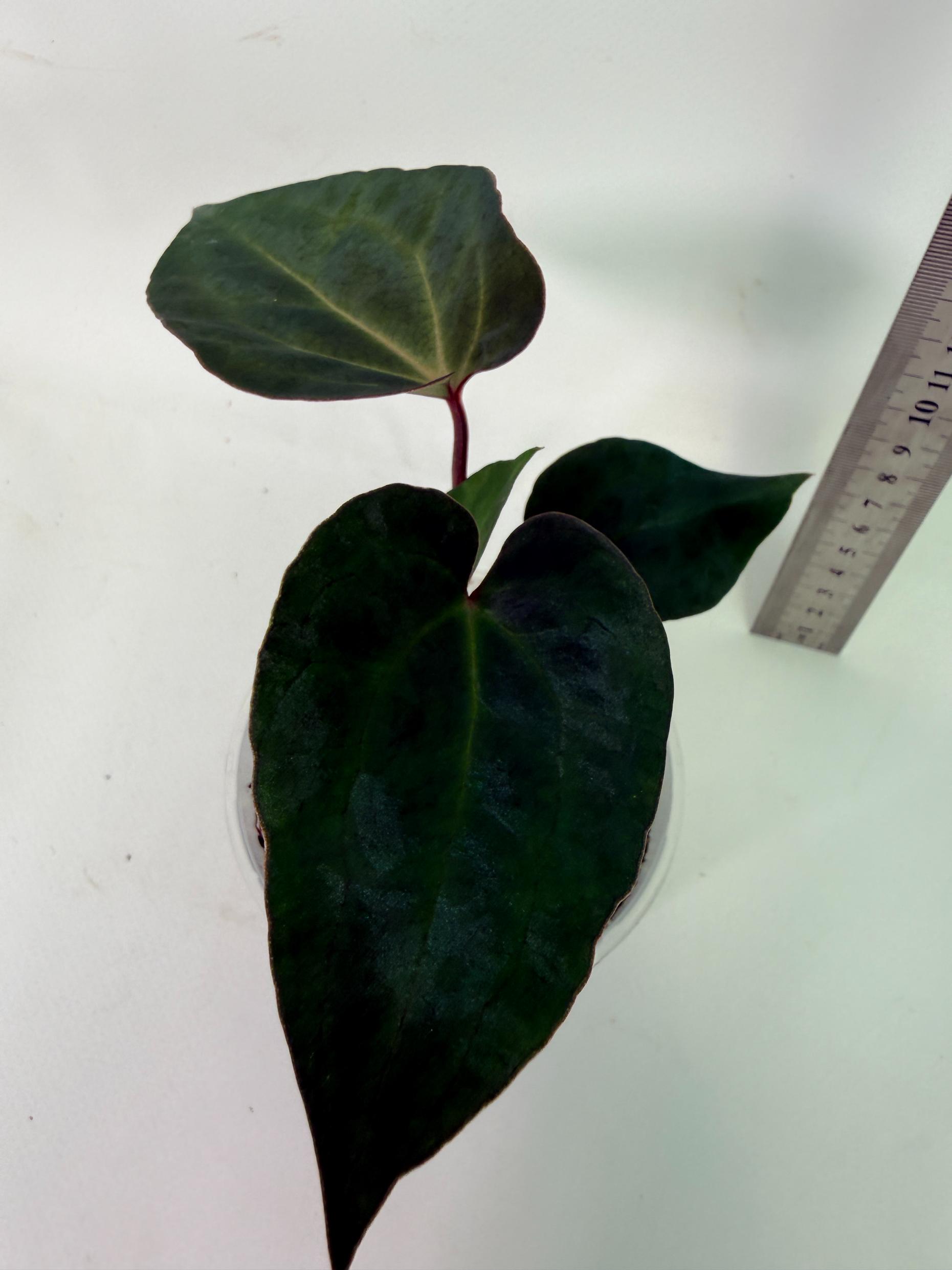 Anthurium Ace of Spades 10