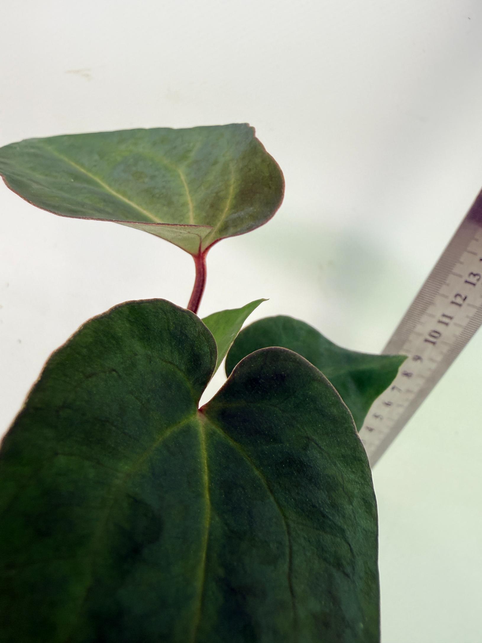 Anthurium Ace of Spades 5