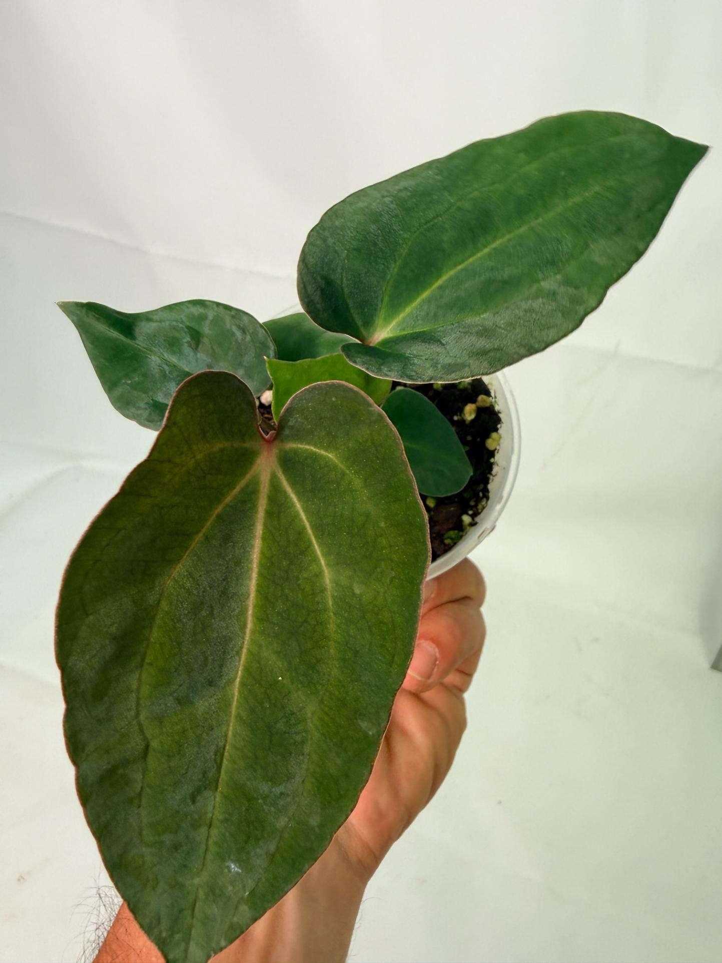 Anthurium Ace of Spades 11
