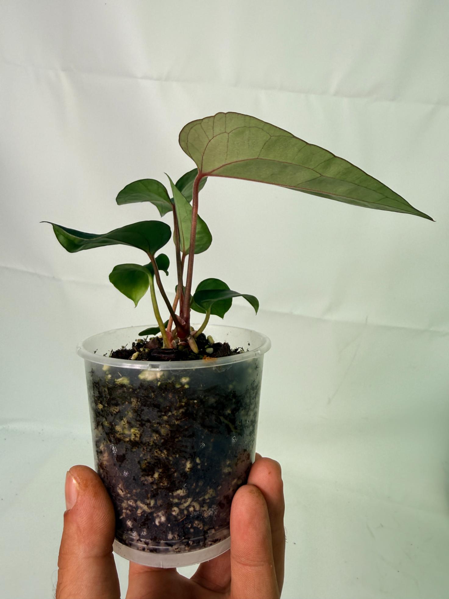 Anthurium Ace of Spades 3