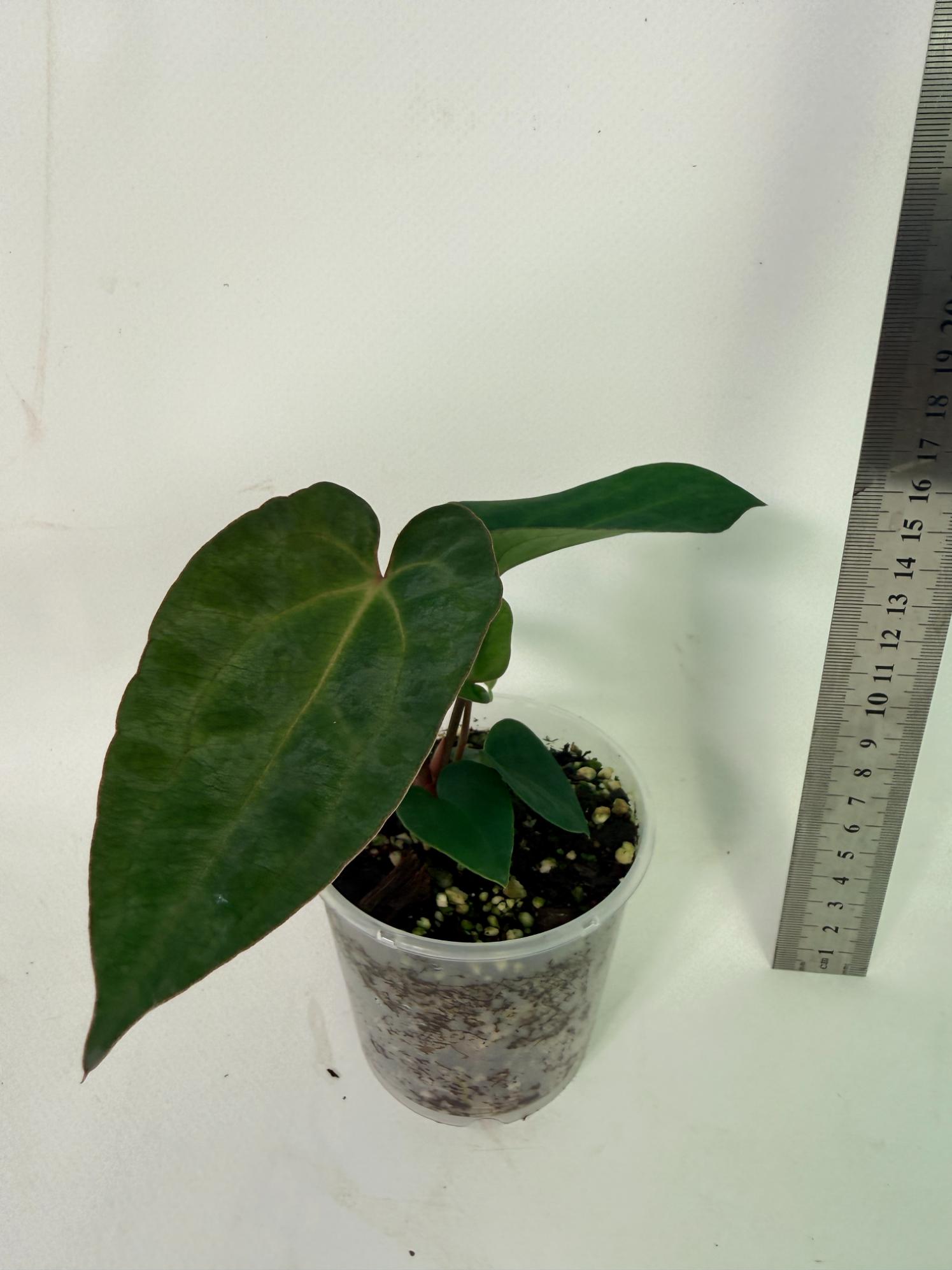 Anthurium Ace of Spades 4