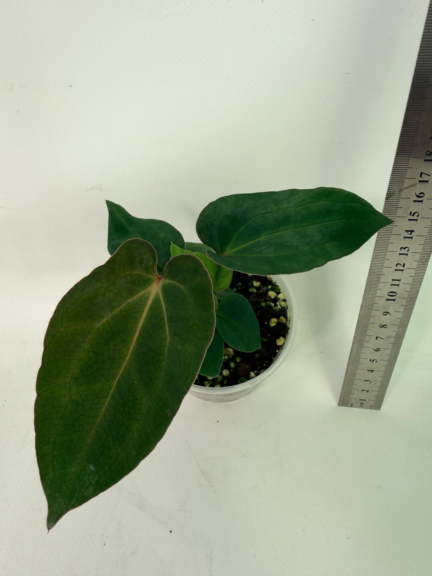 Anthurium Ace of Spades 7