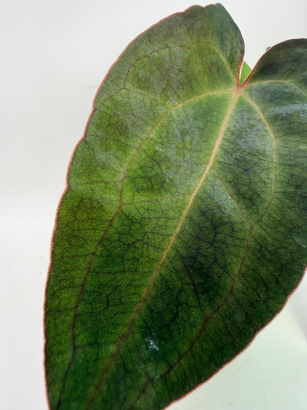 Anthurium Ace of Spades 8