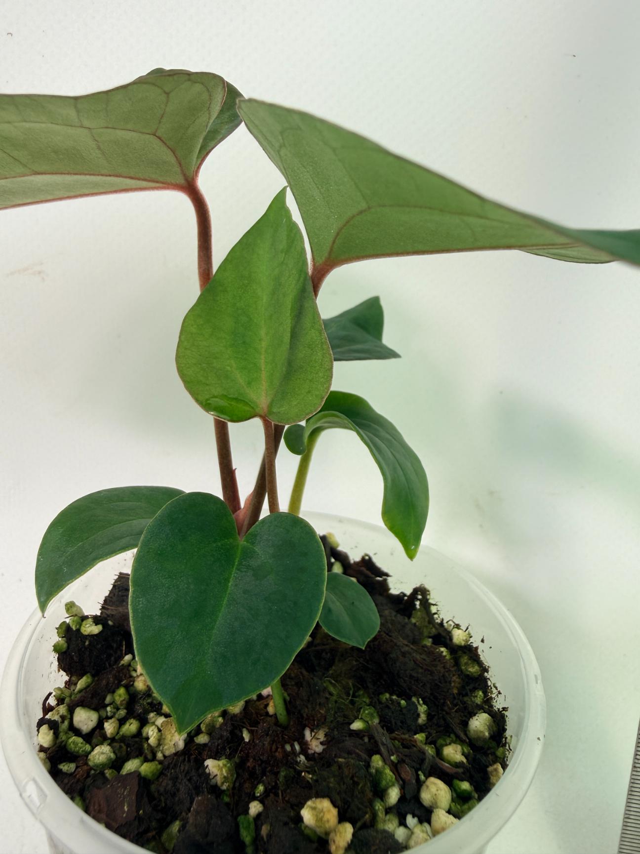 Anthurium Ace of Spades 6