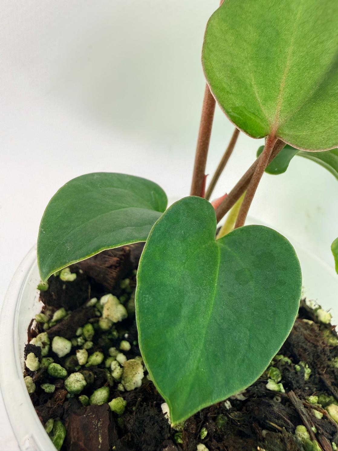 Anthurium Ace of Spades 9