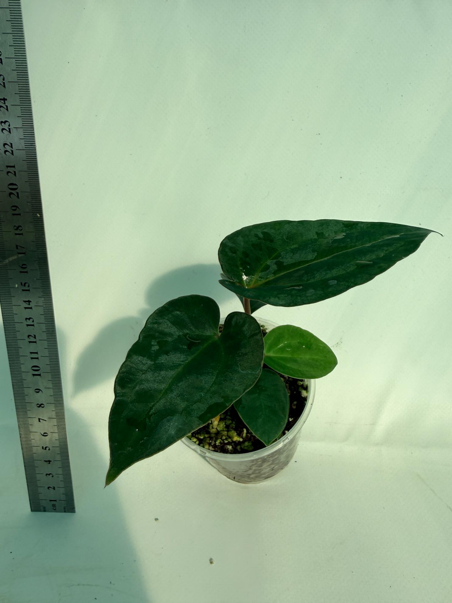Anthurium Ace of Spades 2