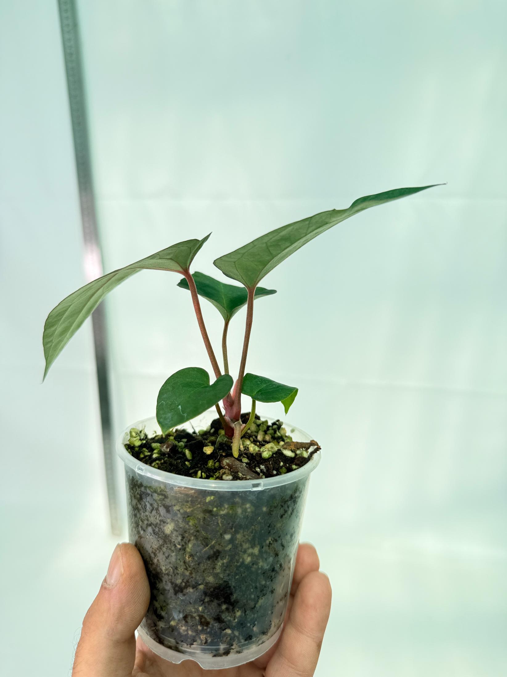 Anthurium Ace of Spades 10