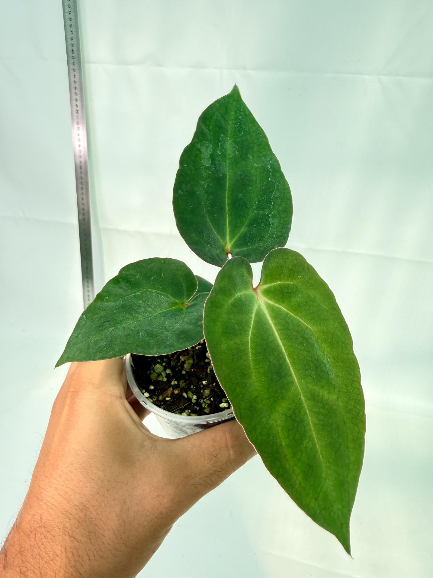 Anthurium Ace of Spades 3