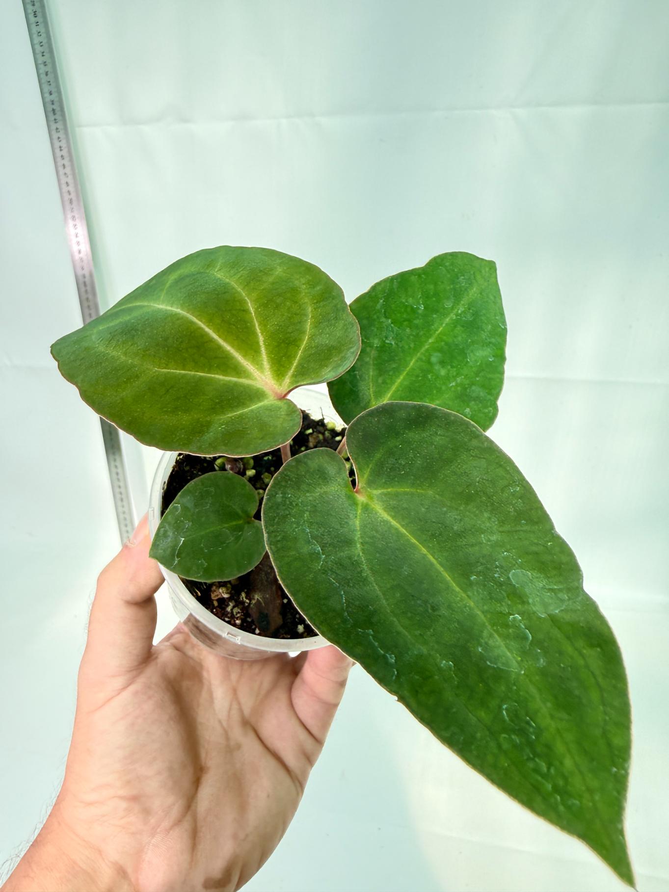 Anthurium Ace of Spades 1