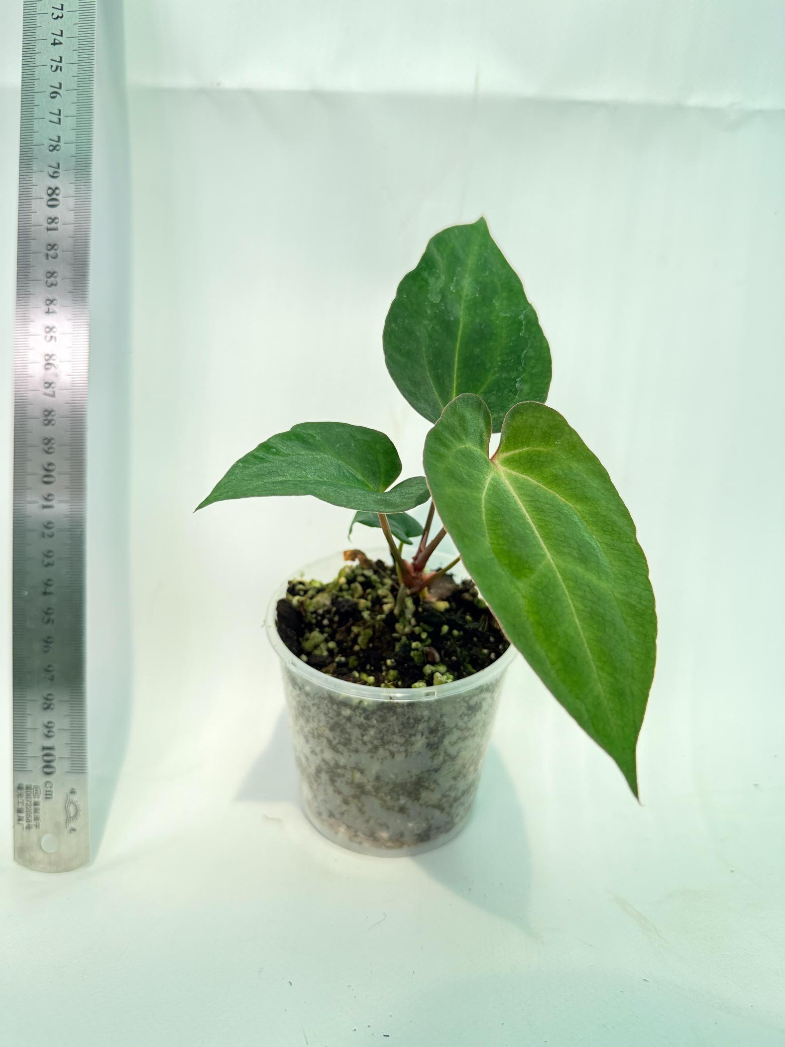 Anthurium Ace of Spades 5