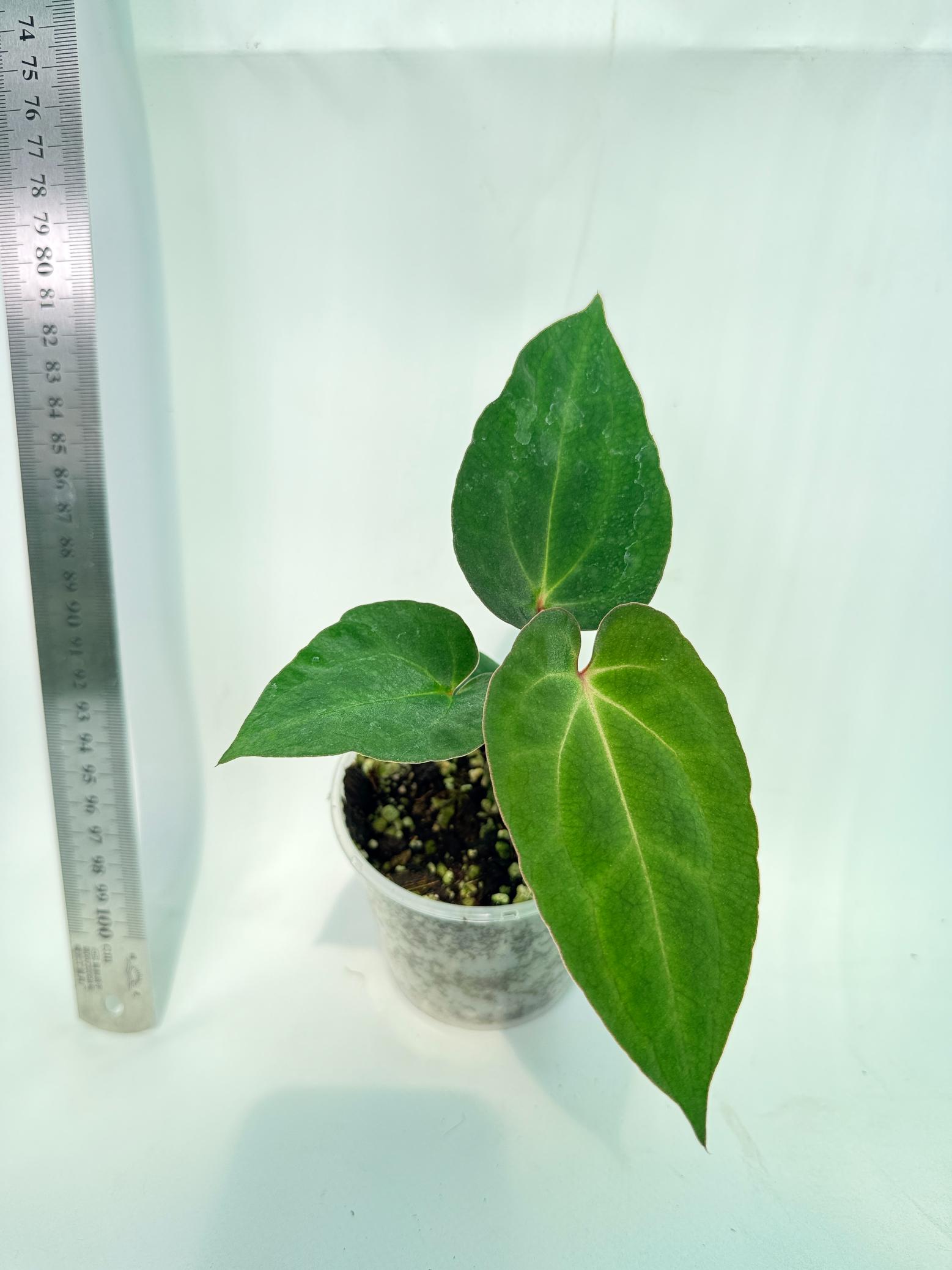 Anthurium Ace of Spades 7