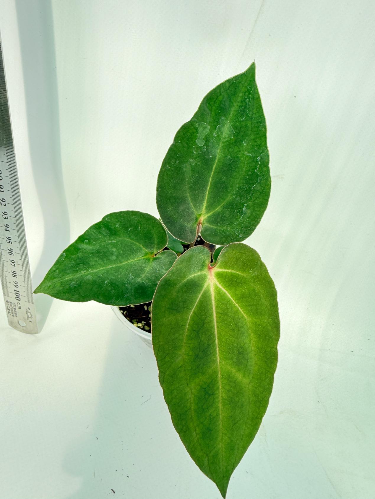 Anthurium Ace of Spades 4