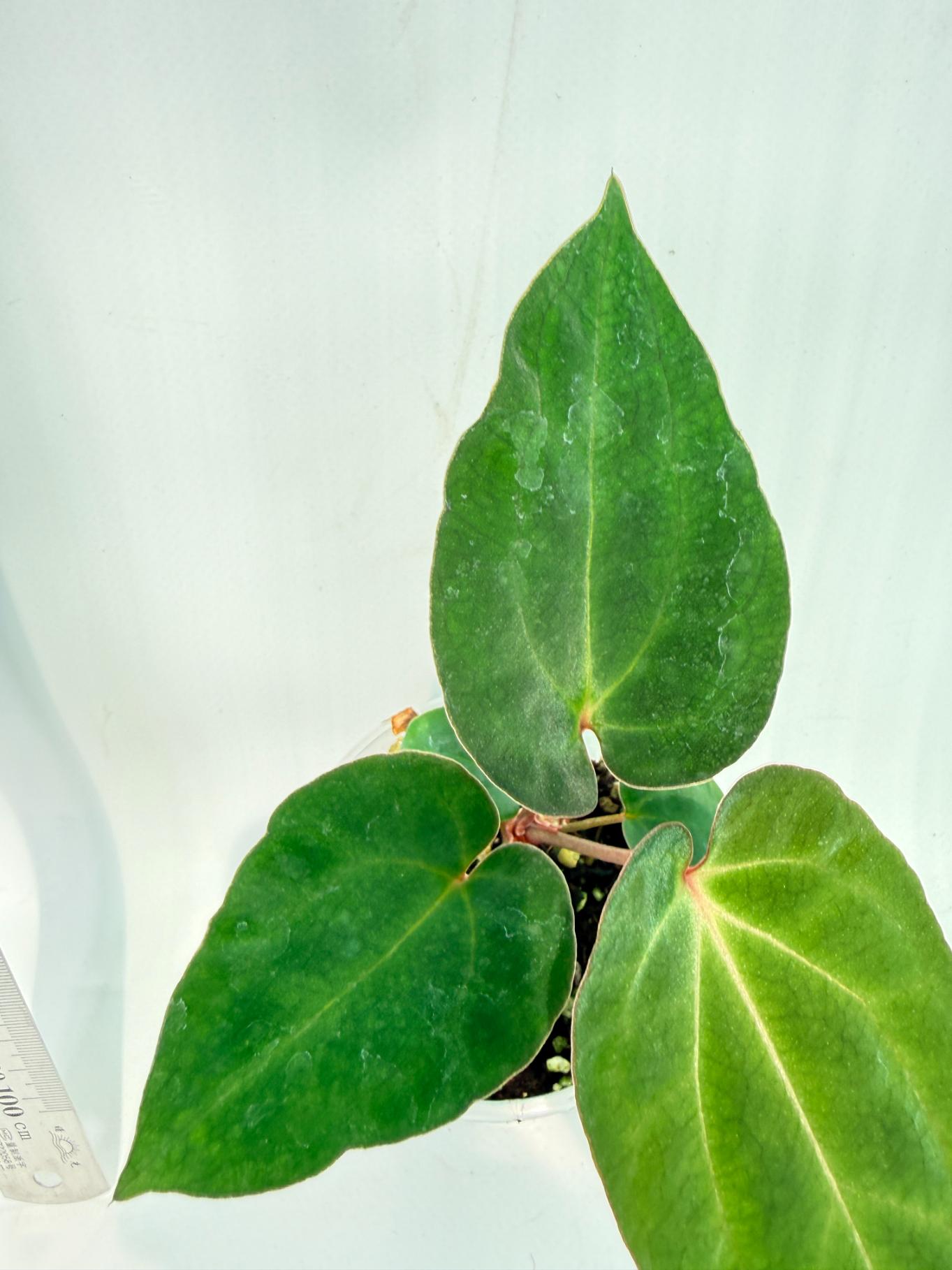 Anthurium Ace of Spades 6
