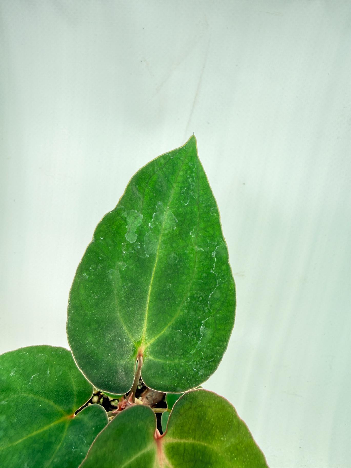 Anthurium Ace of Spades 8