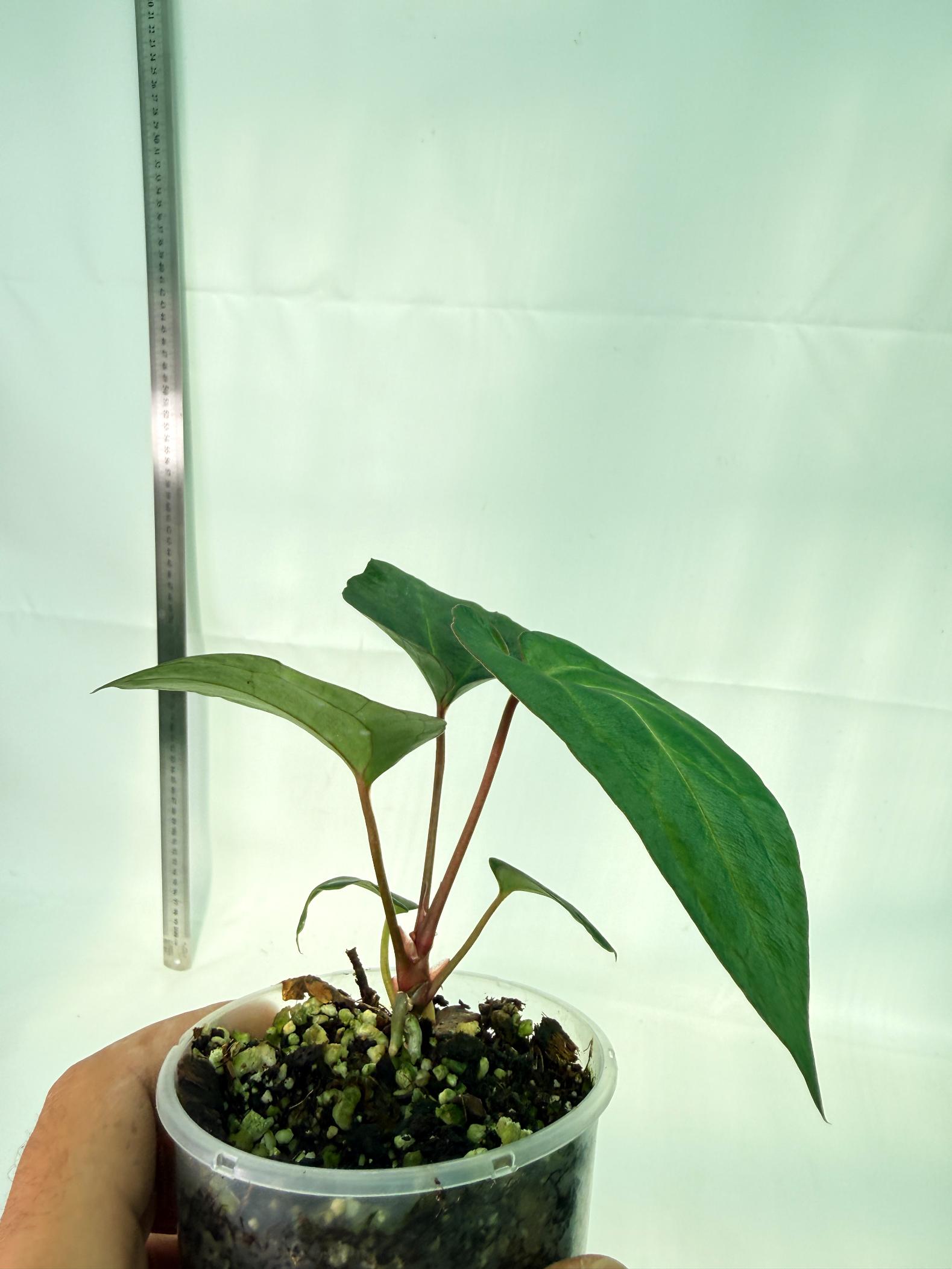 Anthurium Ace of Spades 9