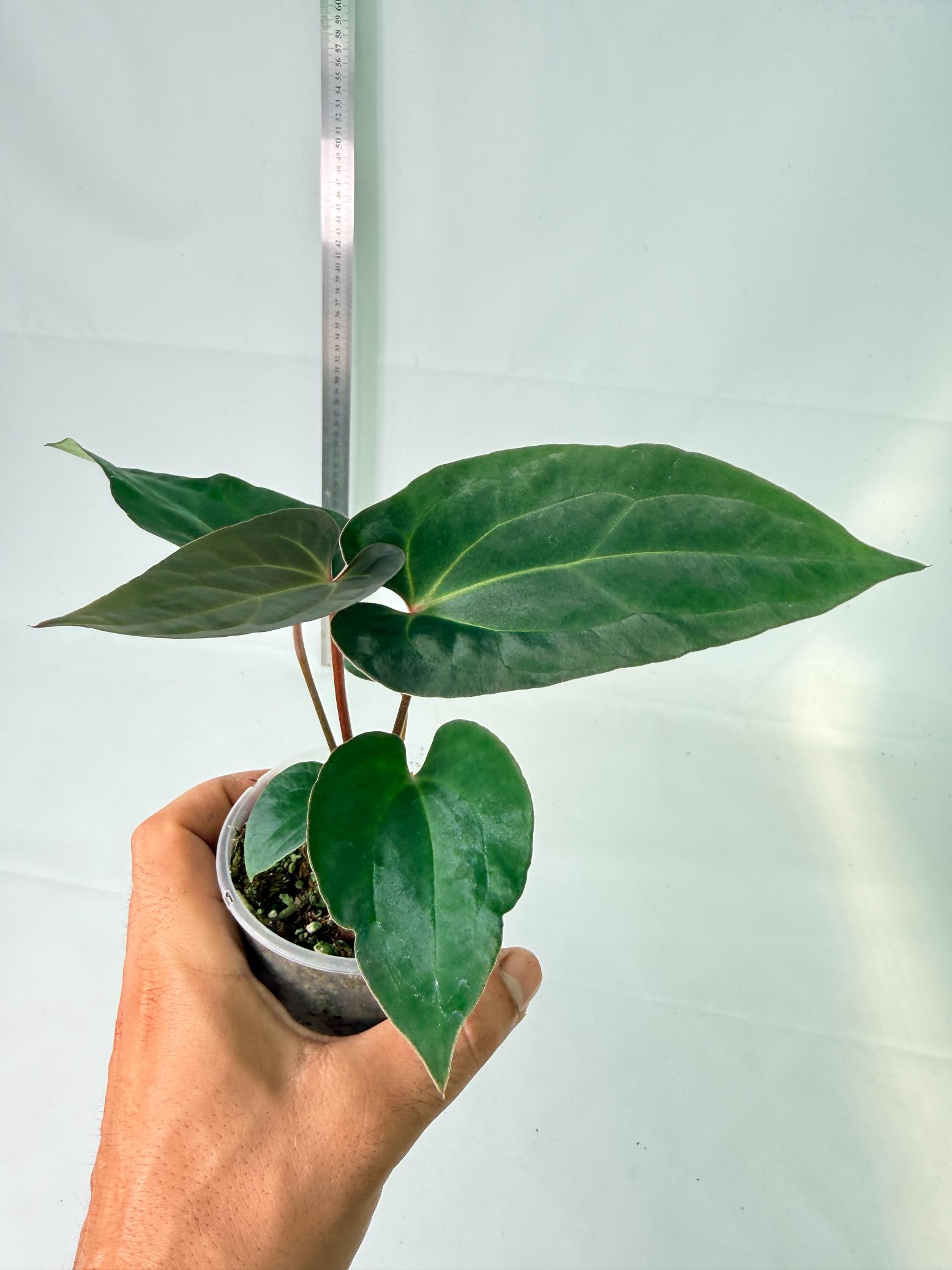 Anthurium Ace of Spades 9