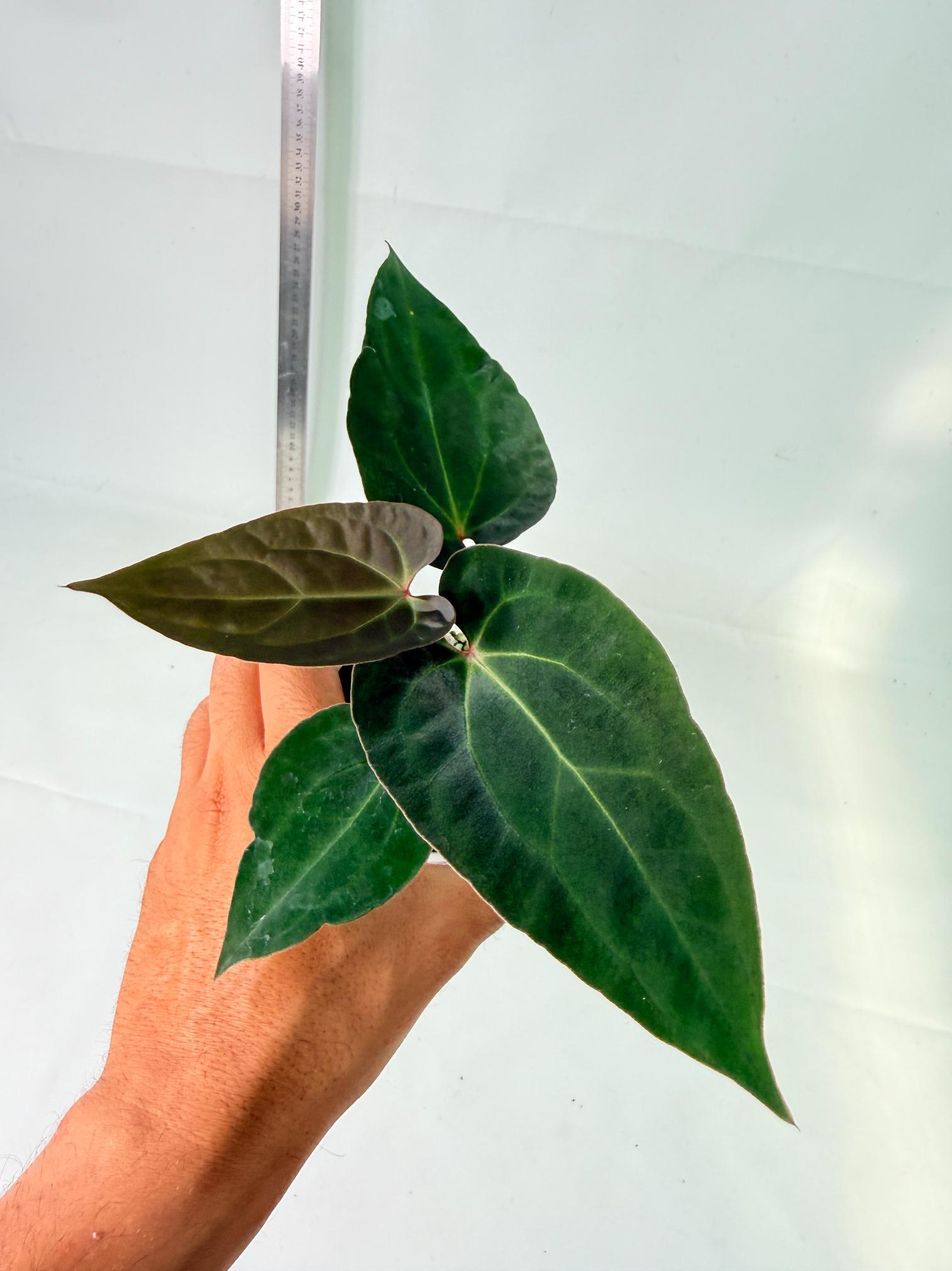 Anthurium Ace of Spades 3