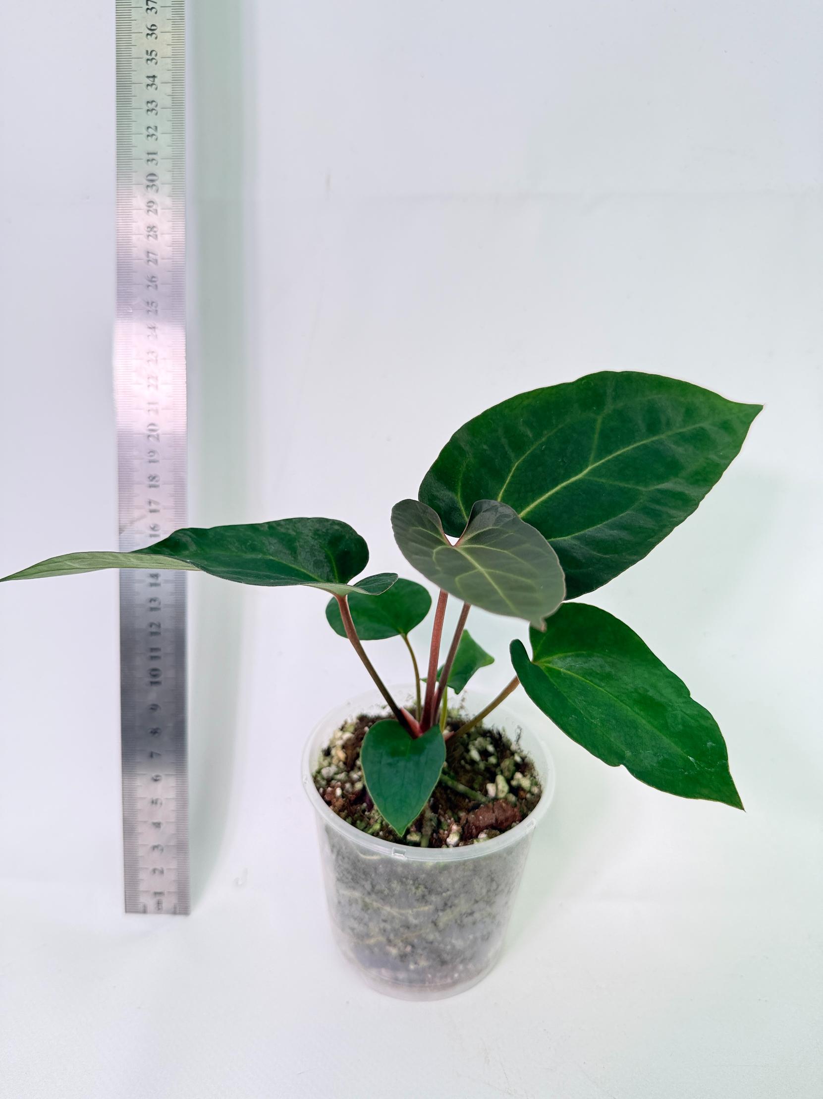 Anthurium Ace of Spades 4