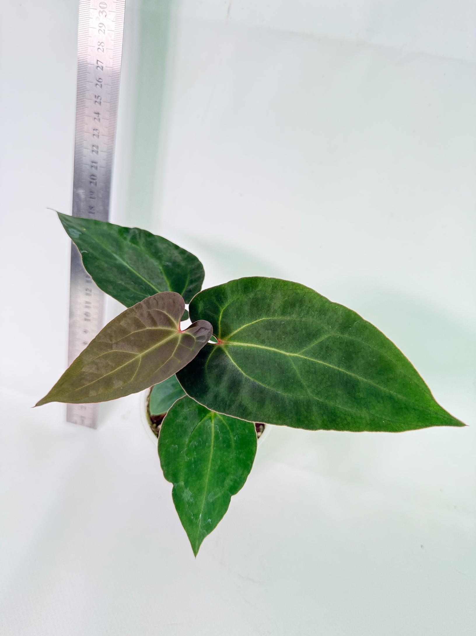 Anthurium Ace of Spades 1